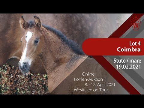 Fohlen-Auktion "Westfalen on Tour" 8.-12. April Lot 4 Coimbra Stute v.  Conthargos-Cassini II