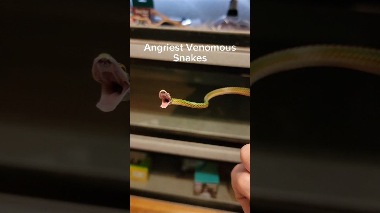 Angry venomous snakes are not fun. #reptiles #venomoussnakes #pets #boomslang