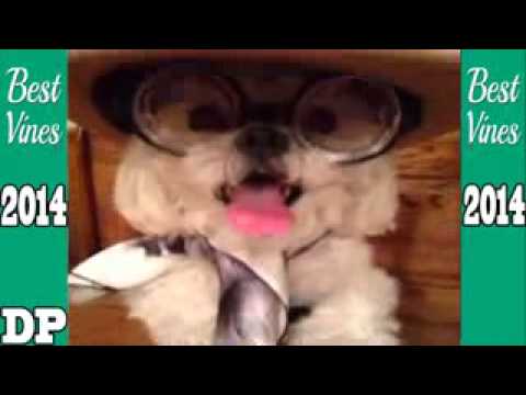 World s  COOLEST DOG EVER  Dinky Vines Compilation   Best Vines Compilation 2014
