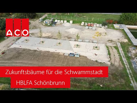 Zukunftsbäume für die Schwammstadt | ACO Österreich