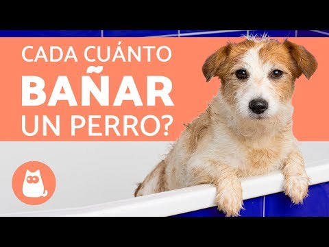 download lagu mp3 mp4 Cada Cuanto Se Baa Un Perro, download lagu Cada Cuanto Se Baa Un Perro gratis, unduh video klip Cada Cuanto Se Baa Un Perro