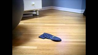 Santa Bring Me a Dinosaur