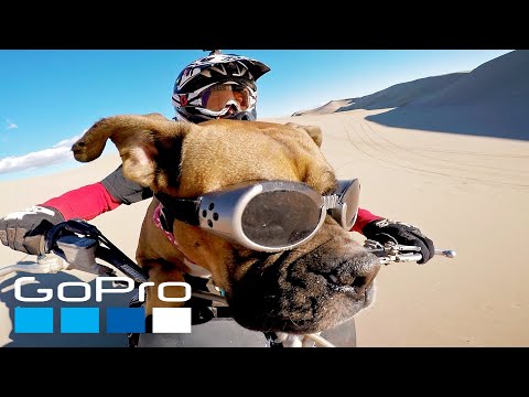 GoPro: Top 10 Dog Moments