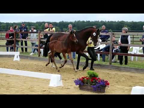 28. Hengst, geb. 03.05.2022 – V: Iron M: Bon Coeur – Floriscount