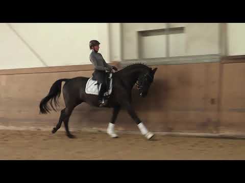 Hann. Wallach v. Finest, geb. 2015