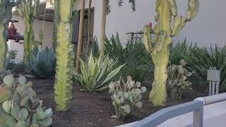 A Garden of Competing Plants