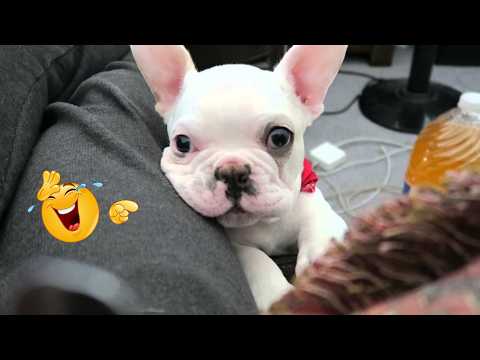 30 Minutes of the World's CUTEST and DRAMATIC Puppies🐶