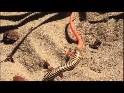 Lizards' amazing tails! The red-tailed vanzosaur HD