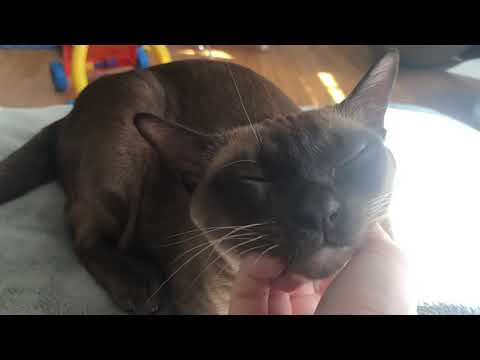 The Burmese cat: main physical and personality traits based on Matilda