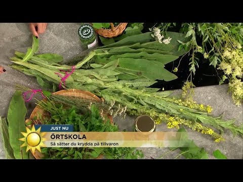 Örtskola: Sätt krydda på din tillvaro - Nyhetsmorgon (TV4)