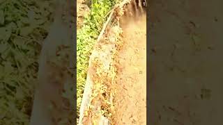 Download lagu Alat canggih yang digunakan untuk memanen kacang dengan sangat cepat #shorts mp3