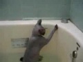 кошка принимает ванну 