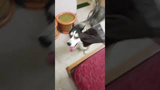Download lagu Opening Socks Packet Husky Casper #shorts mp3 Download lagu Opening Socks Packet Husky Casper #shorts mp3