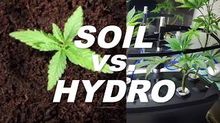 Soil vs Hydro - What&#39;s the best way to grow weed? by Cannabis Frontier