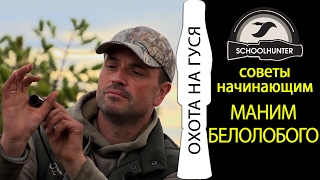 Белолобый гусь: особенности питания и обитания, изготовление манка для охоты