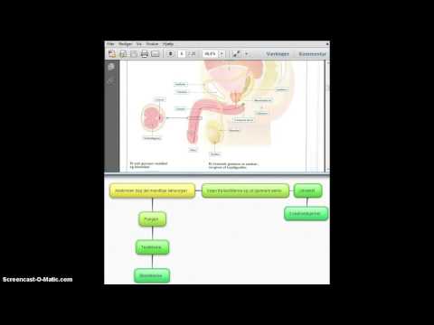 Screencasr om anatomien bag det mandlige kønsorgan