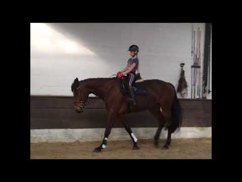 Quenotte 7j. v. Quintago VA - Contender VB 16.000,- Euro