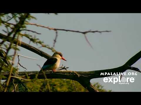 Brown hooded kingfisher
