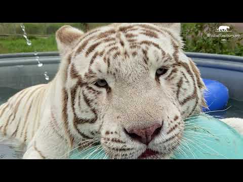 Tiger King Cats: No Big Cats Left Behind