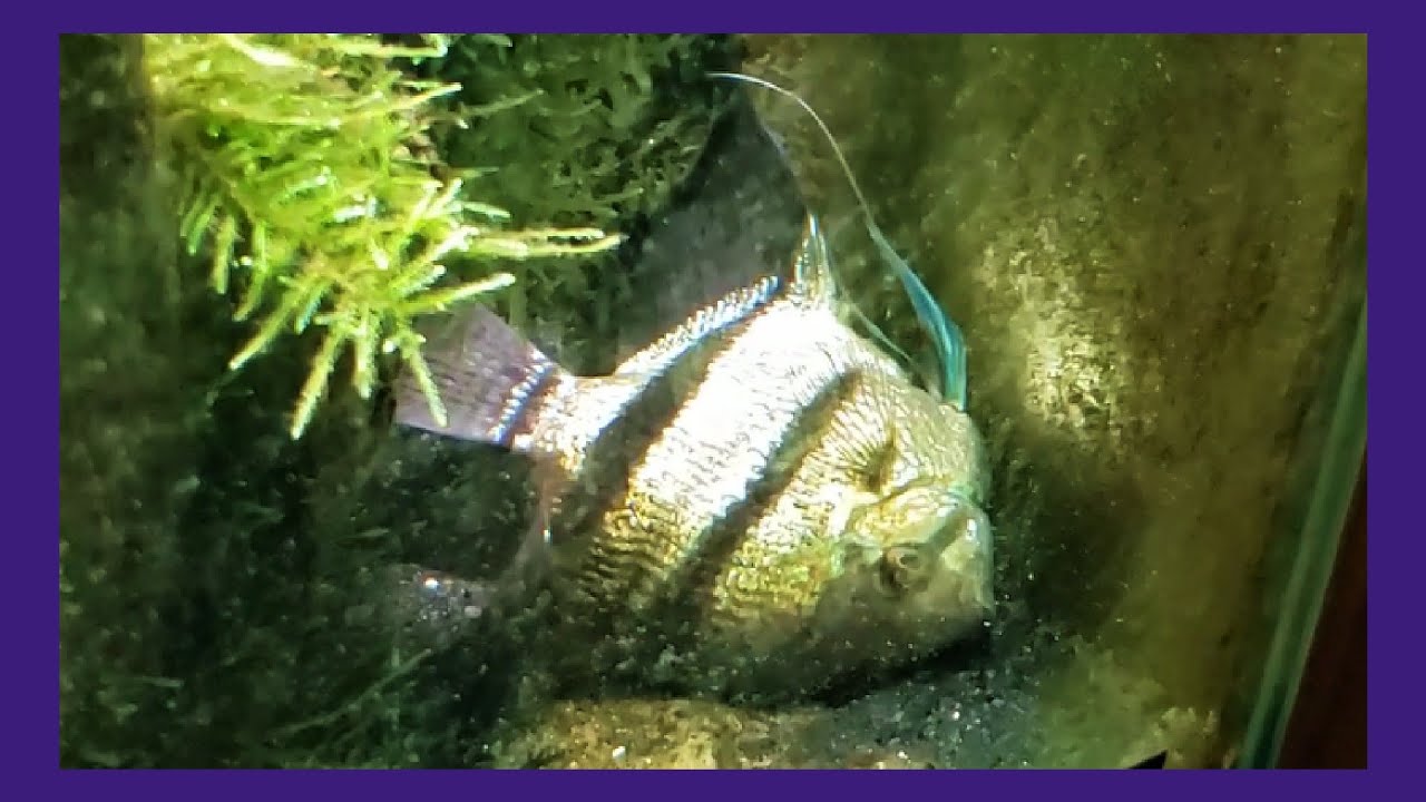 My Angelfish Is Very Tired