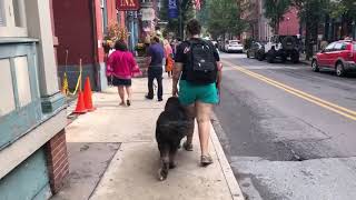 Download Lagu Wilkes Barre Dog Trainers ||| OLK9 Scranton ||| 1 Year Old Bernedoodle, Rocco Thumbnail