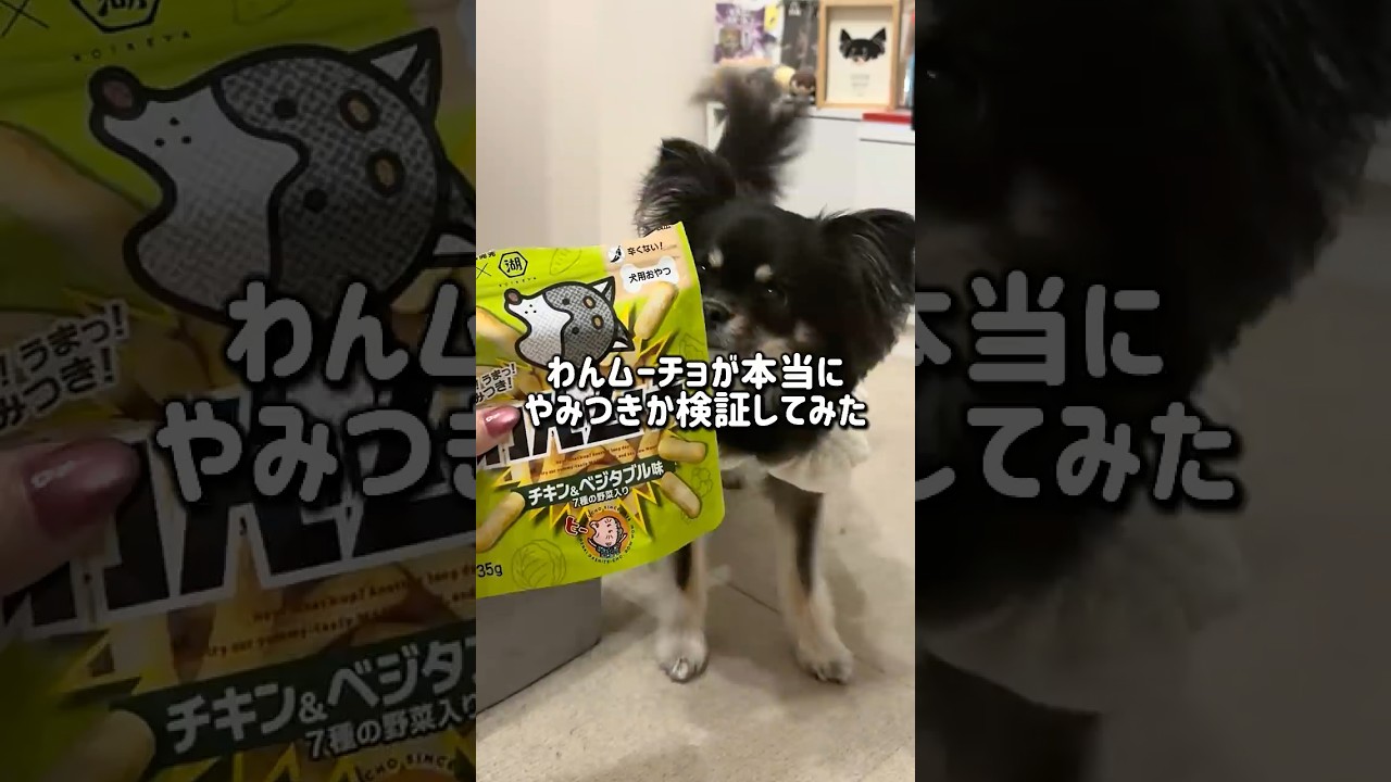 【検証】わんムーチョは本当に犬がやみつきになる？　#チワワ #犬のいる生活 #shorts
