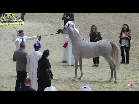N 232 FAHAR AL SHAQAB   22nd Qatar National 2019   Yearling Colts Class 6B