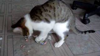 Кошка убивает газету