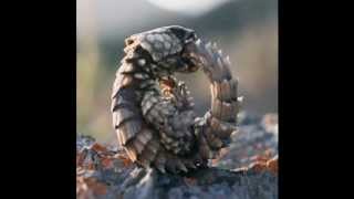 QuickSilver Messenger Service - Cobra