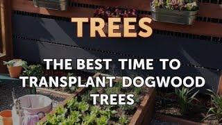 The Best Time to Transplant Dogwood Trees