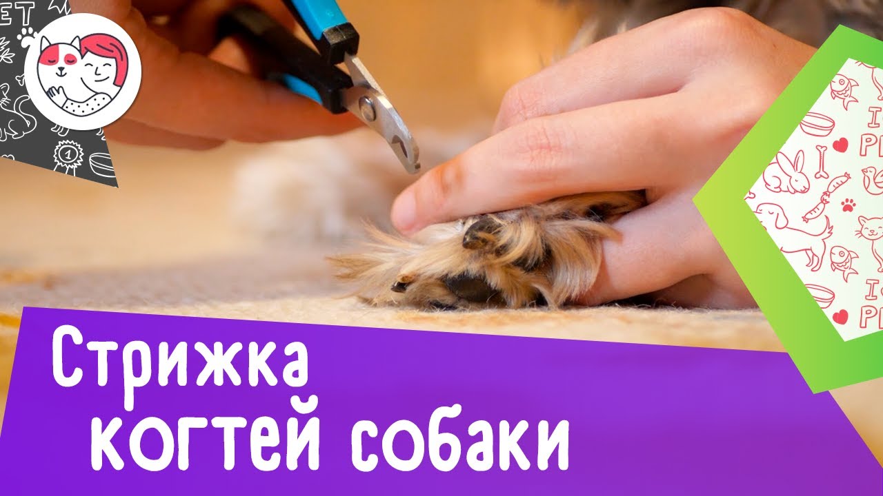 Как подстричь когти собаке: видеоинструкция