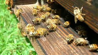 bee...murmur...of bees ...