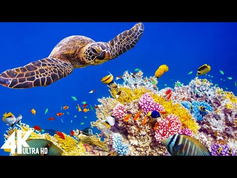 11 HOURS of 4K Underwater Wonders + Relaxing Music - Coral Reefs & Colorful Sea Life in UHD