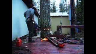 Die besten 100 Videos Wie mann einen Baum fÃ¤llt! Tree felling in close quarters