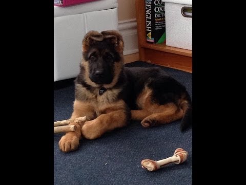 download lagu mp3 mp4 German Shepherd Puppies From Germany, download lagu German Shepherd Puppies From Germany gratis, unduh video klip German Shepherd Puppies From Germany