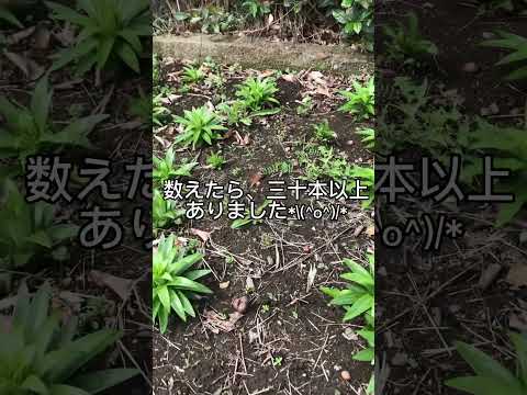 無枝の草ユリ、総状草ユリ 植物