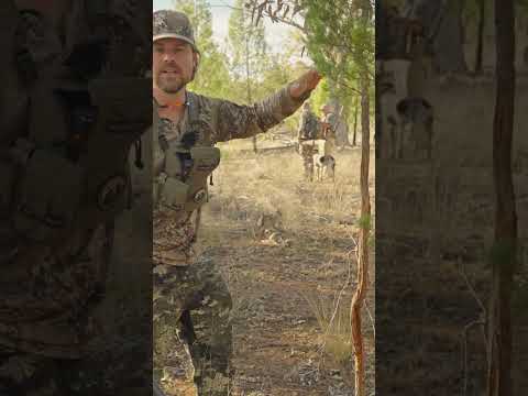 Australian Deer rub tree identification trips
