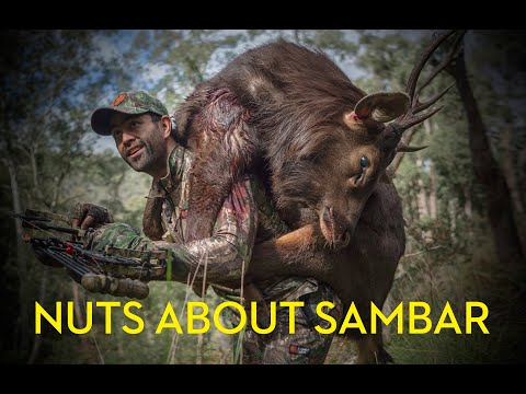 Aussie Sambar Ballbreaker BONUS SNIPPET - Nuts About Sambar!