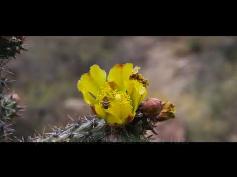 Que feliz é o lar   HCC 595   Playback Violão