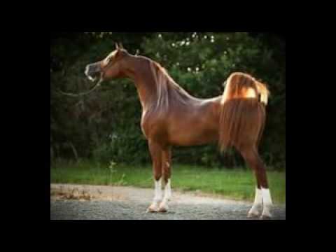 Arab horses 3