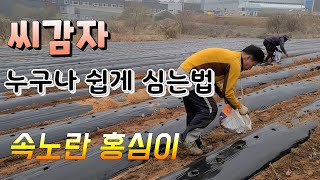 씨감자 흙을  꼭 덮어야 하는 이유? 감자 가장 빨리 심는법