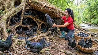 Download lagu Harvesting Giant Black Chickens Hidden Under Ancient Tree Roots | Hoai Harvest Life mp3 Download lagu Harvesting Giant Black Chickens Hidden Under Ancient Tree Roots | Hoai Harvest Life mp3