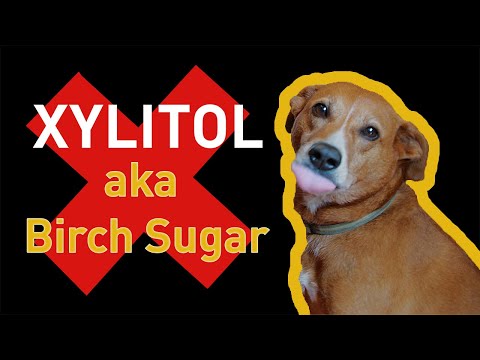 Xylitol and Dogs, A Deadly Combination