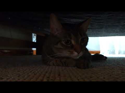 Cat hiding under bed