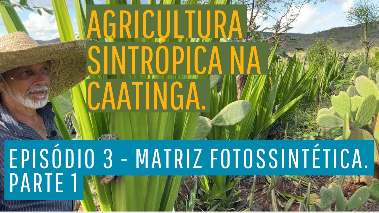 Agricultura sintrópica na Caatinga. Episódio 3 - Matriz fotossintética - parte 1.