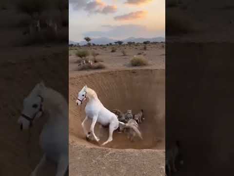 The foolish gray wolf was outsmarted by a white Marwari horse once again