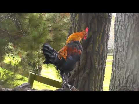 THE SOUND OF THE ROOSTER CROWING - ROOSTER CROWING SOUND EFFECT