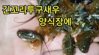 긴꼬리투구새우 양식장 물고기 천적 올해도 많이 생겨 잡아내었습니다.