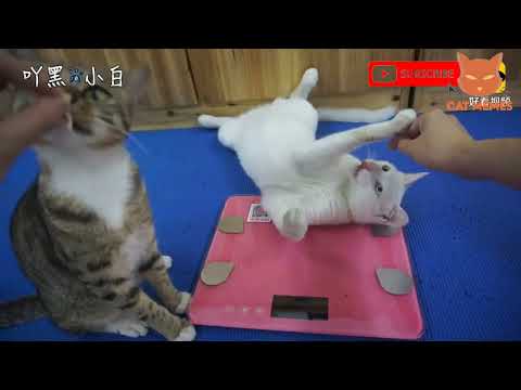смешные видео про кошек , собак и животных | funny videos about cats 69  #cat #animals #funnycats