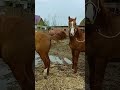 This Handsome Horse Is Preparing For His Work​​ Ep104